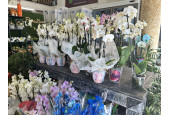 Flores Nuevas L'Eliana